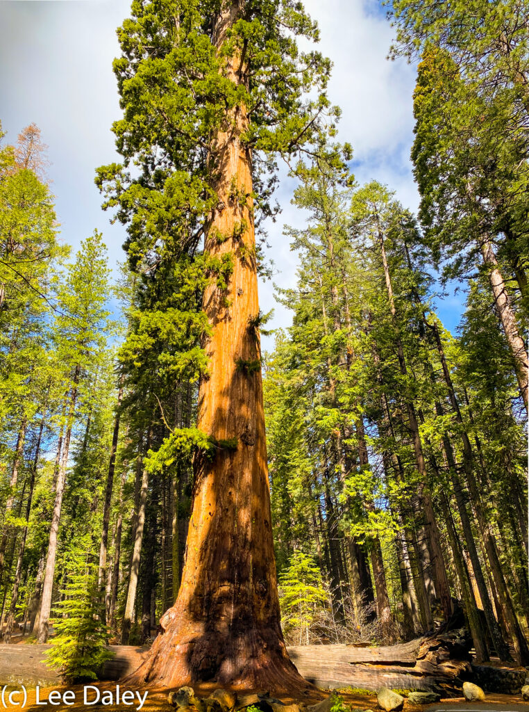 Giant Sequois Trees at Calaveras Big Trees State Park