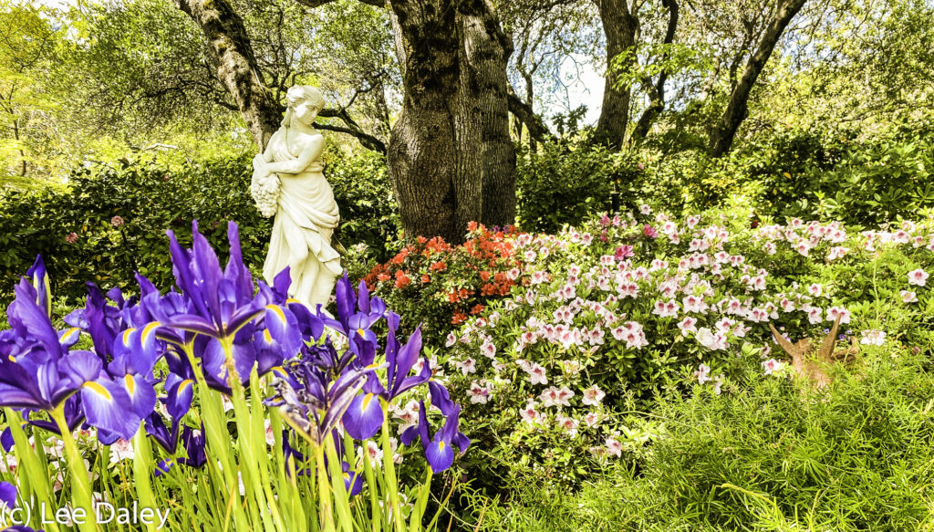 Female garden sculpture stands amid spring blooms at Ironstone Vineyards.