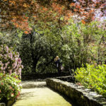 Photographers flock to the tree-lined garden path at Ironstone Vineyards in Calaveras County