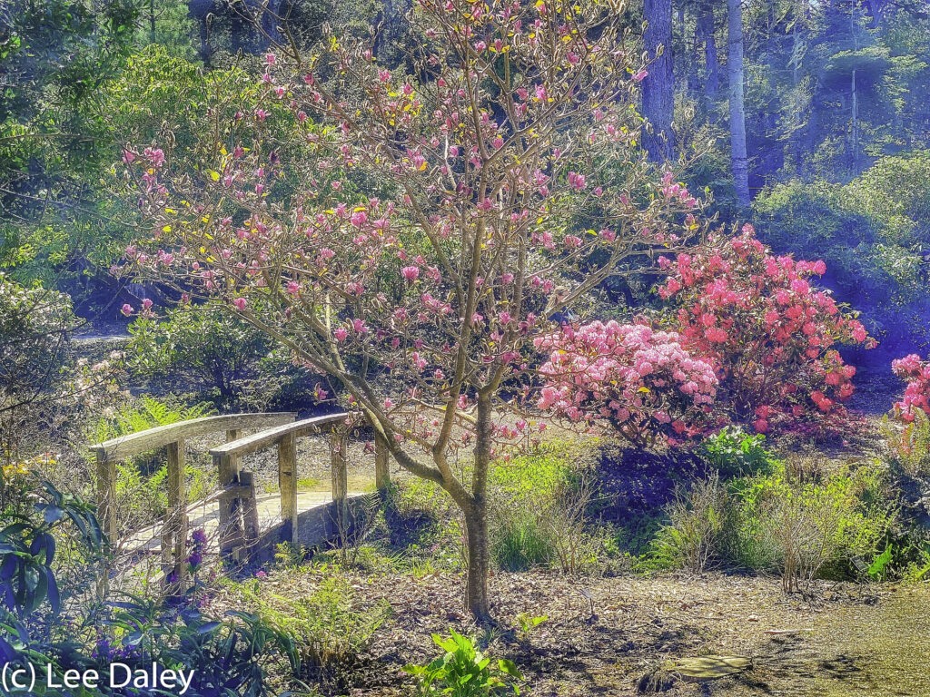 Mendocino Botanical Gardens, Footbridge leads the way to blooms and beauty. CA