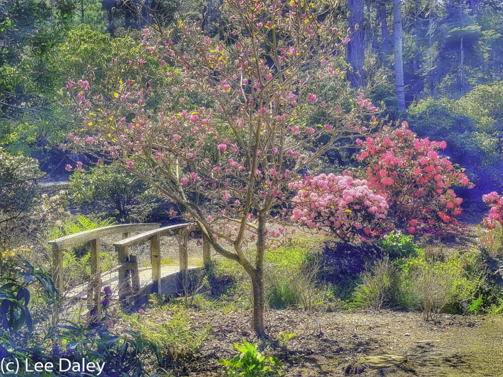 foot bridge and camellia, Mendocino Botanical Gardens, CA
